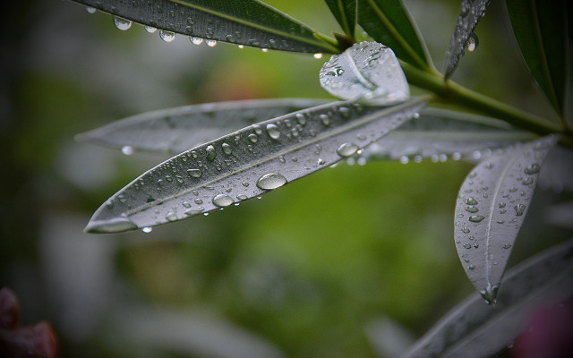 Leaf water drops macro blur free wallpaper for desktop - medium preview image