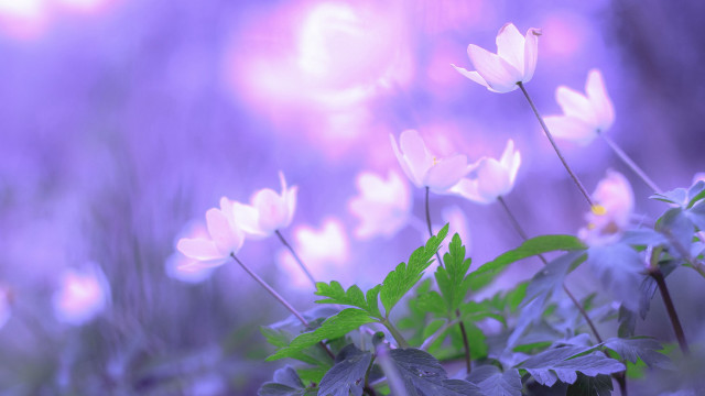 Flower lily butterfly moon purple free wallpaper for desktop - medium preview image