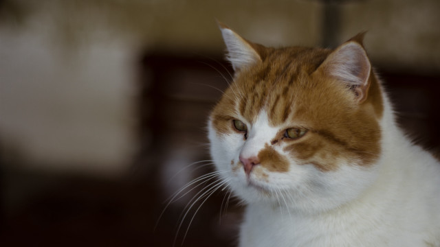 Cat shiba inu depthoffield portrait free wallpaper for desktop - medium preview image