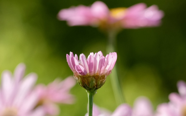 Pink flower bokeh macro spring free wallpaper for desktop - medium preview image