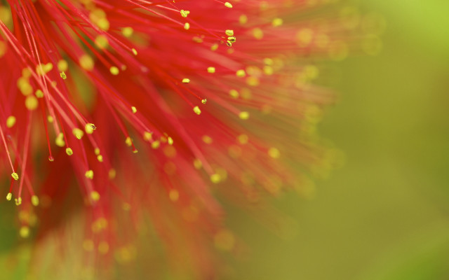 Red flower yellow stamens macro free wallpaper for desktop - medium preview image
