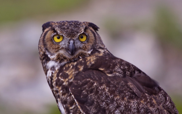 Bird prey yellow eyes blurry free wallpaper for desktop - medium preview image