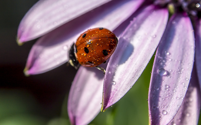 Ladybug purpleflower waterdroplets macroblur depthoffield free wallpaper for desktop - medium preview image