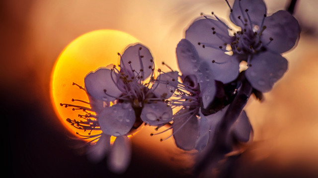 Flower sun backlight macro silhouette free wallpaper for desktop - medium preview image