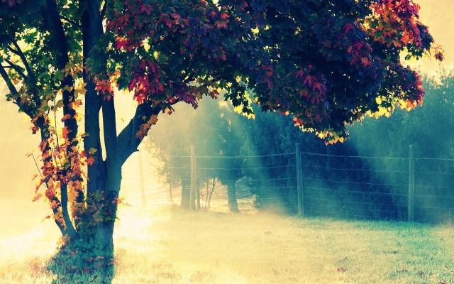 Tree fence foggy sky horse free wallpaper for desktop - medium preview image
