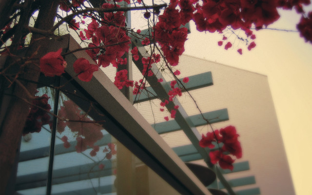 Tree red flowers building staircase free wallpaper for desktop - medium preview image