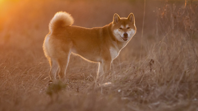 Dog field sunset shiba inu free wallpaper for desktop - medium preview image