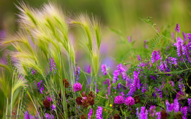 Purple flower field blurry background #3 free wallpaper for desktop - medium preview image