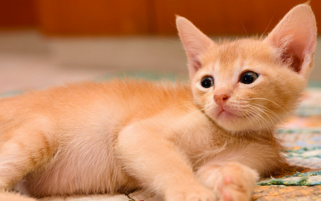 Orange kitten blurry puzzle animal free wallpaper for desktop - medium preview image