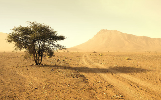 Desert dirt road tree mountain free wallpaper for desktop - medium preview image