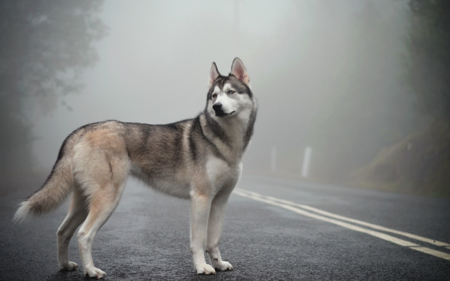 Husky foggy road day left free wallpaper for desktop - medium preview image