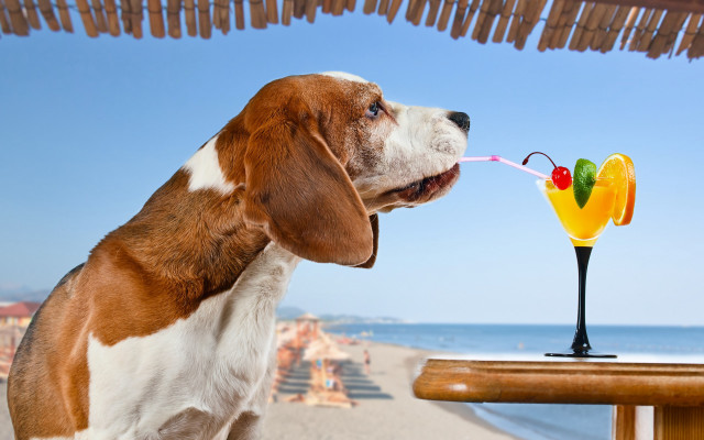 Dog sniffing beach tropical drink free wallpaper for desktop - medium preview image
