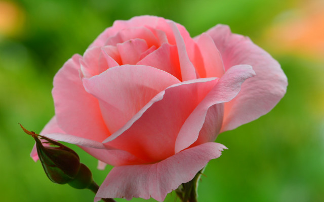 Pink rose garden blurry macro #3 free wallpaper for desktop - medium preview image