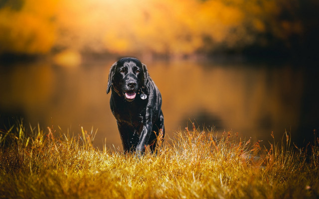 Black dog grass lake autumn free wallpaper for desktop - medium preview image