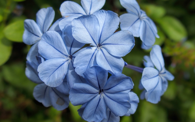 Blue flower butterfly leaf bokeh free wallpaper for desktop - medium preview image