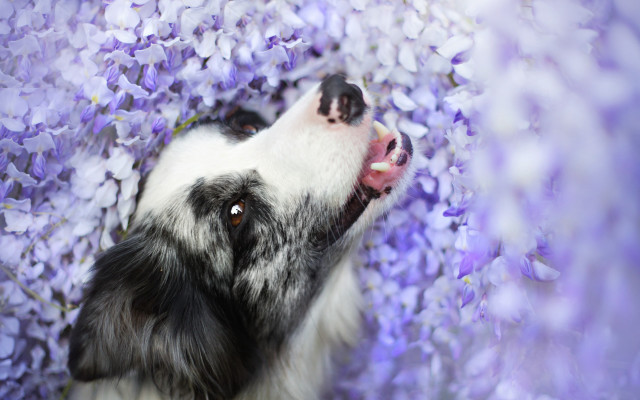 Dog flower field purple bow free wallpaper for desktop - medium preview image