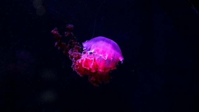 Jellyfish dark purple blue astronaut free wallpaper for desktop - medium preview image