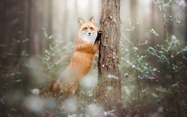 Red fox forest snow winter free wallpaper for desktop - medium preview image