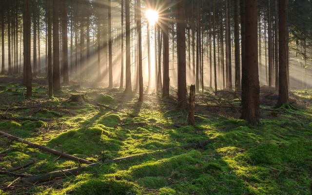 Sunbeam forest grass trees lightrays free wallpaper for desktop - medium preview image