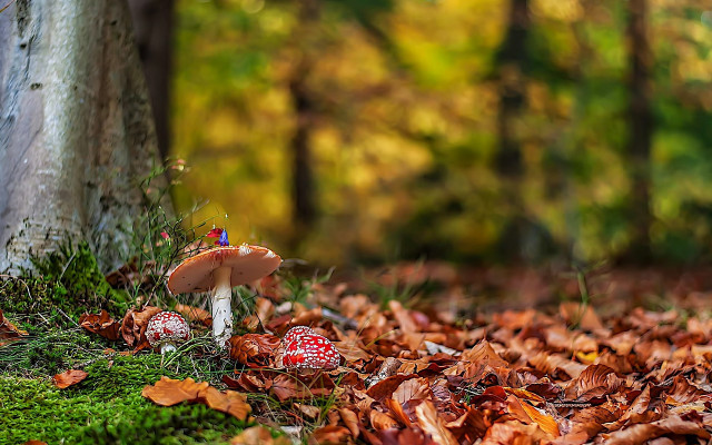 Mushroom tree autumn leaves blurry free wallpaper for desktop - medium preview image
