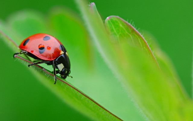 Ladybug green leaf macro blurry free wallpaper for desktop - medium preview image