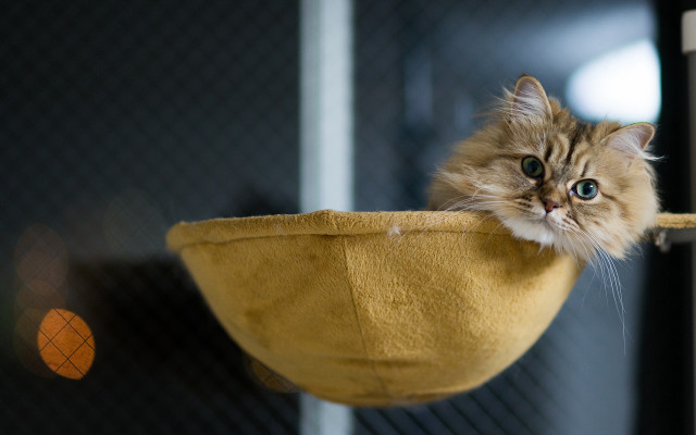Cat yellow bowl shelf blurry free wallpaper for desktop - medium preview image
