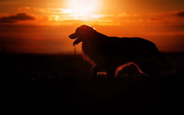 Dog sunset backlit embers mountain free wallpaper for desktop - medium preview image