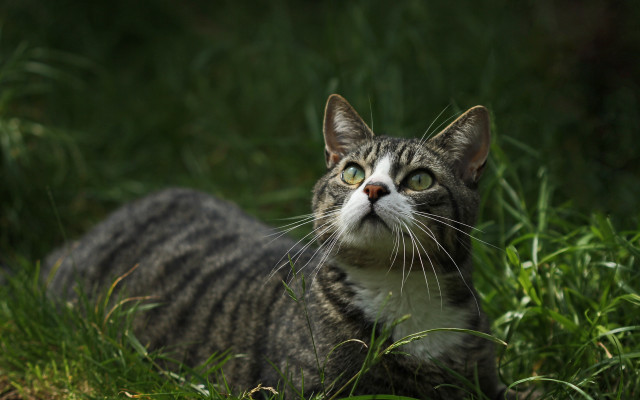 Curious cat in bamboo grassfield free wallpaper for desktop - medium preview image