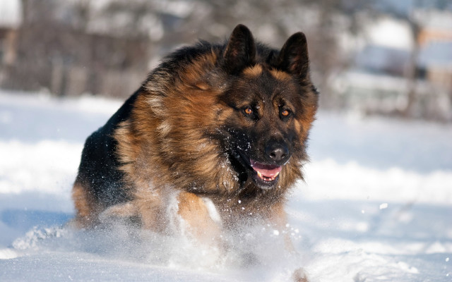 Dog snow winter motion blur free wallpaper for desktop - medium preview image