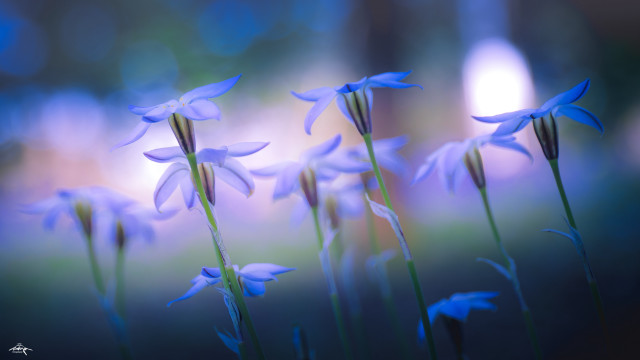 Blue flowers blurry background bokeh free wallpaper for desktop - medium preview image