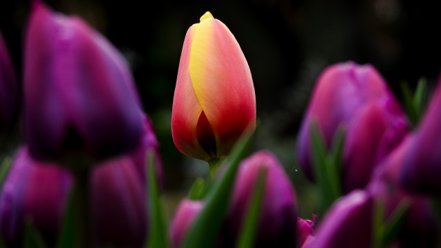 Pink tulip bokeh macro blurry free wallpaper for desktop - medium preview image
