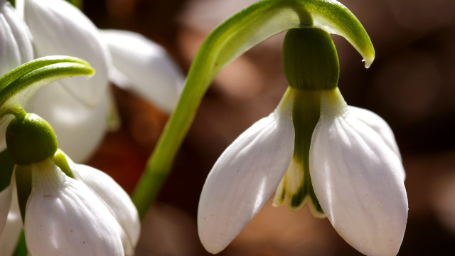 Flower macro blurry background natural free wallpaper for desktop - medium preview image