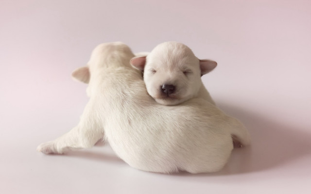 White puppy hugging head closed free wallpaper for desktop - medium preview image