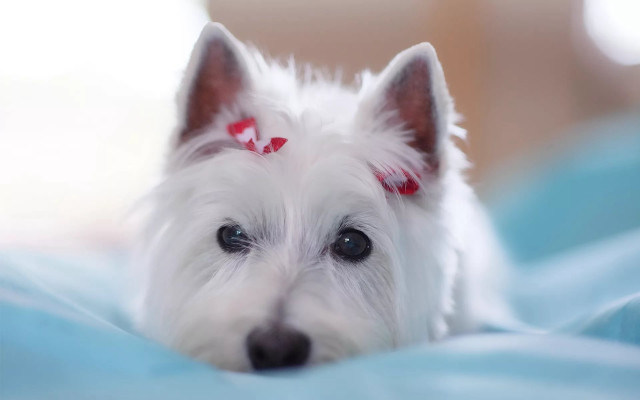 White dog red bow bed free wallpaper for desktop - medium preview image