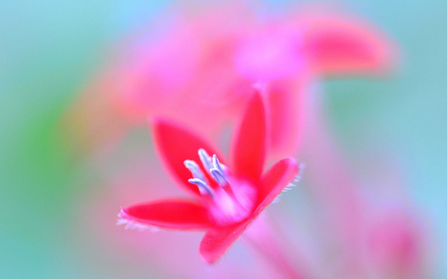 Red flower blurry background butterfly free wallpaper for desktop - medium preview image