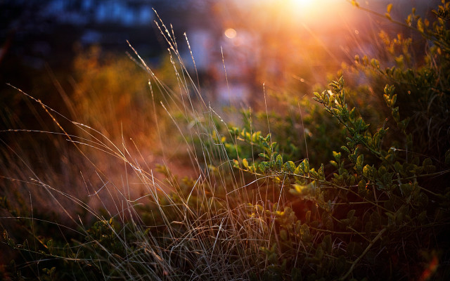 Sunset field blur plants power free wallpaper for desktop - medium preview image