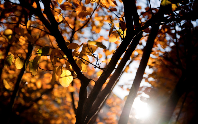 Yellow leaves sunshine blooming branch free wallpaper for desktop - medium preview image