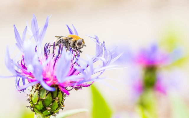 Bee purple flower green leaves free wallpaper for desktop - medium preview image