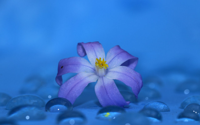 Purple flower yellow center water free wallpaper for desktop - medium preview image
