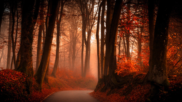 Forest path autumn leaves fog free wallpaper for desktop - medium preview image