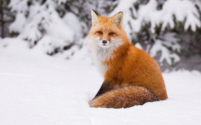 Red fox snow winter blurry free wallpaper for desktop - medium preview image