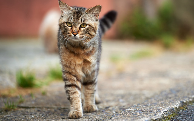 Cat street blurry background tilt free wallpaper for desktop - medium preview image