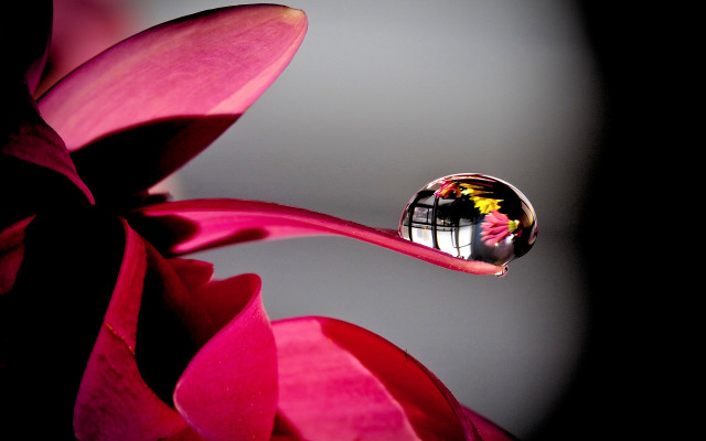 Flower reflection building sky water free wallpaper for desktop - medium preview image