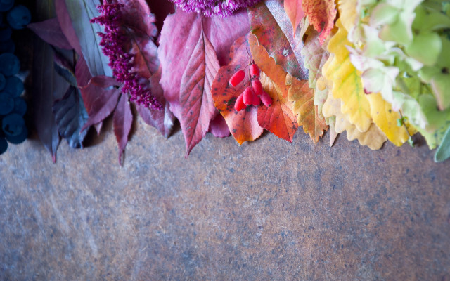 Colorful leaves table blue background free wallpaper for desktop - medium preview image