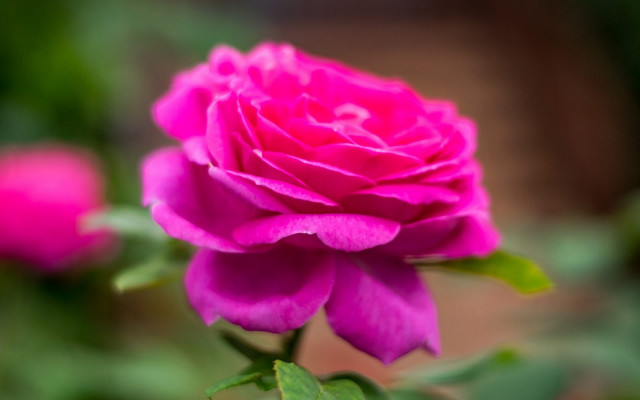 Pink rose garden blurry macro #2 free wallpaper for desktop - medium preview image