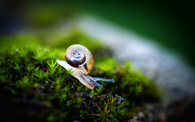 Snail mossy shell macro nature free wallpaper for desktop - medium preview image