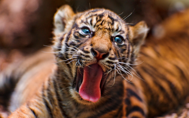 Tiger yawning background blurry bokeh free wallpaper for desktop - medium preview image