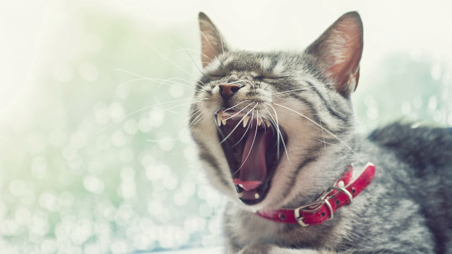 Cat yawning window sill realistic free wallpaper for desktop - medium preview image