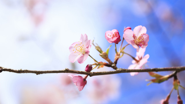 Pink cherry blossom branch blue free wallpaper for desktop - medium preview image