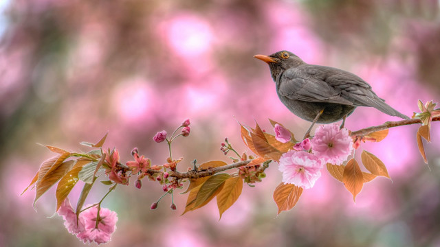 Bird branch pinkflowers macro wildlife free wallpaper for desktop - medium preview image